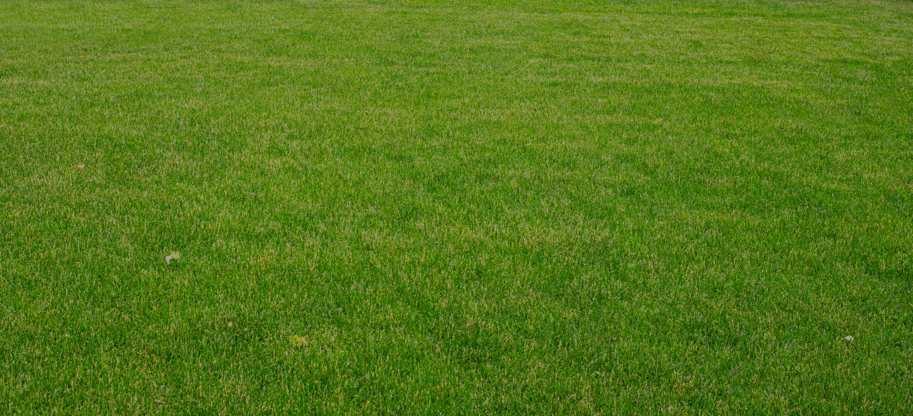 Pasto San Agustín instalado césped verde denso resultado final México